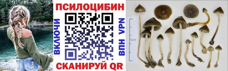 Купить  Нефтегорск  Псилоцибиновые грибы Psilocybe 